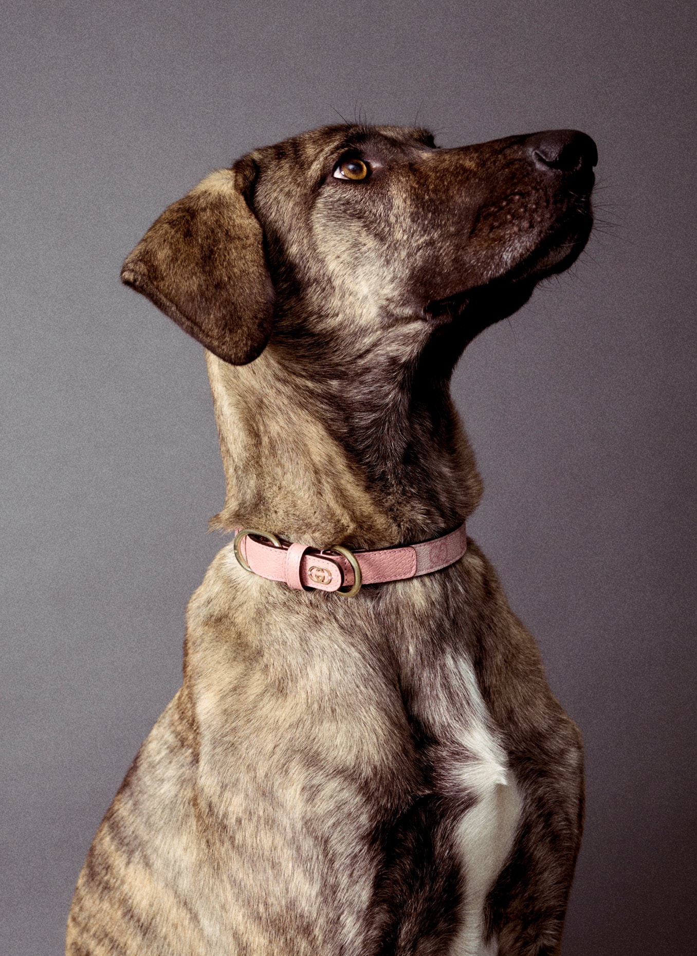 Accessories and more paw-some pieces for pets