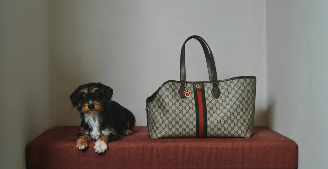 Only the best for your loyal companions