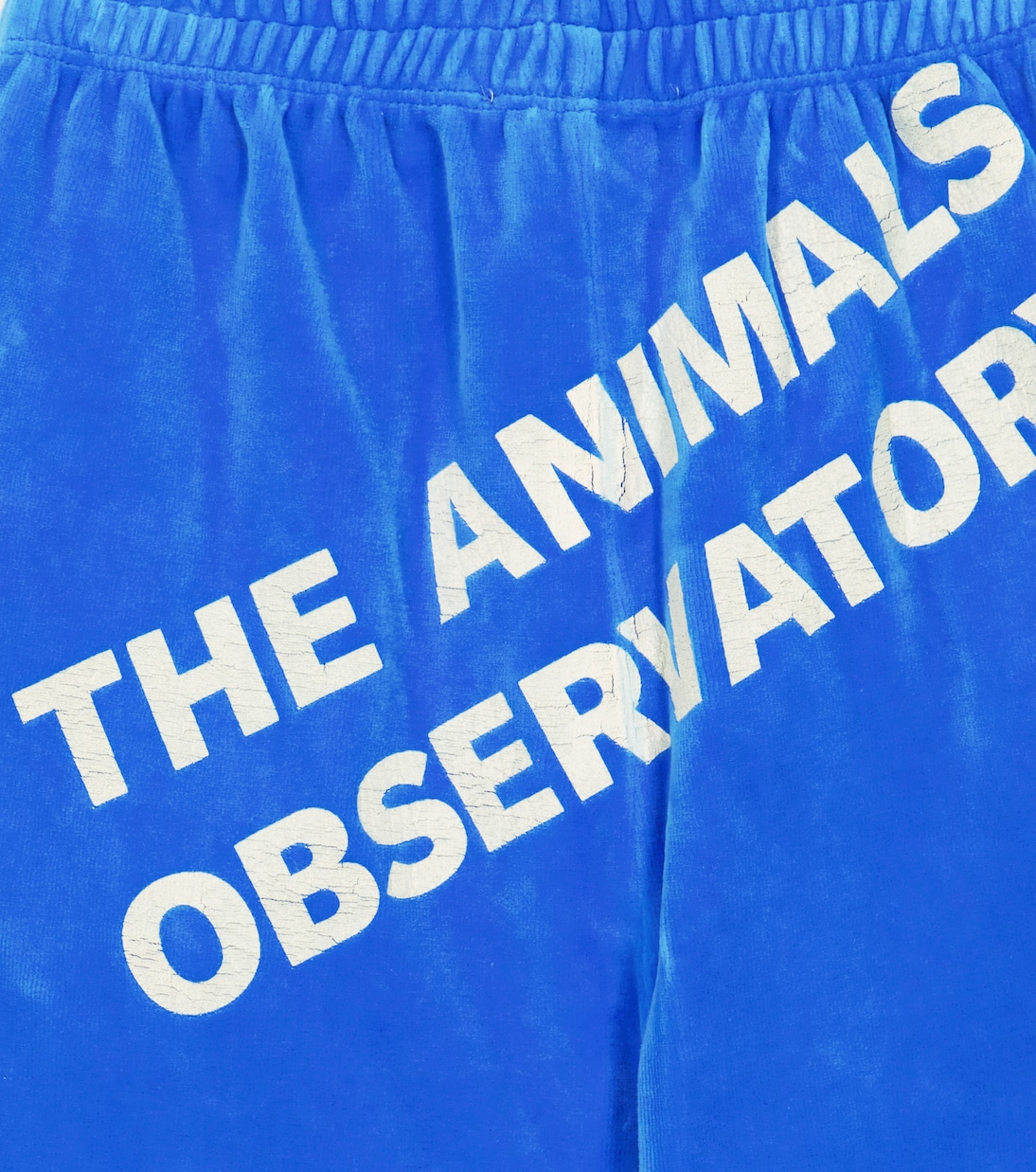 Hose Camaleon aus Samt | The Animals Observatory