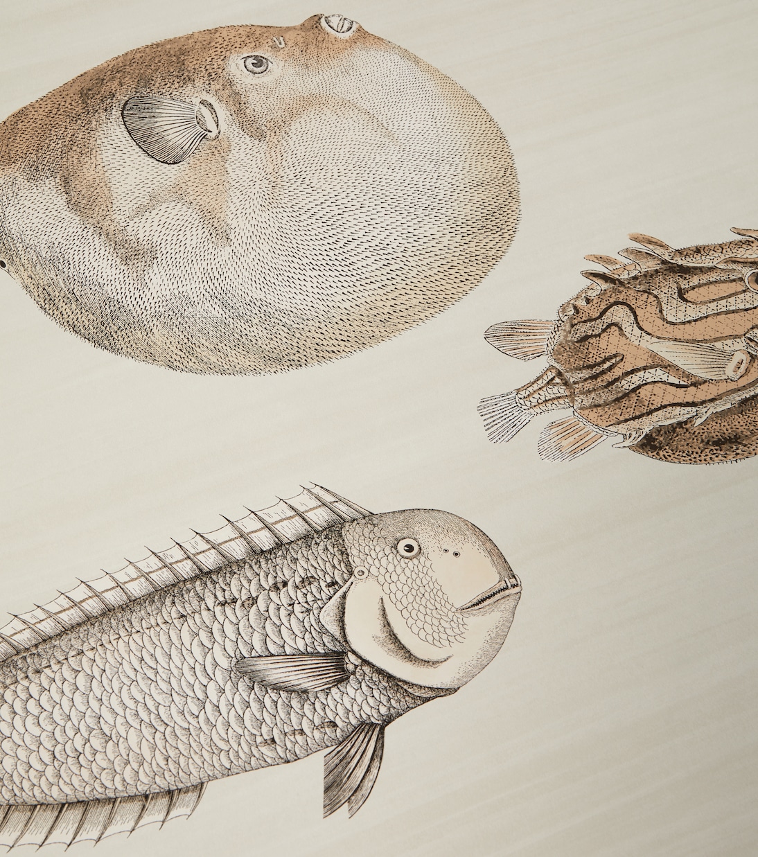 x Cole & Son -  Carta da parati Acquario con stampa | Fornasetti