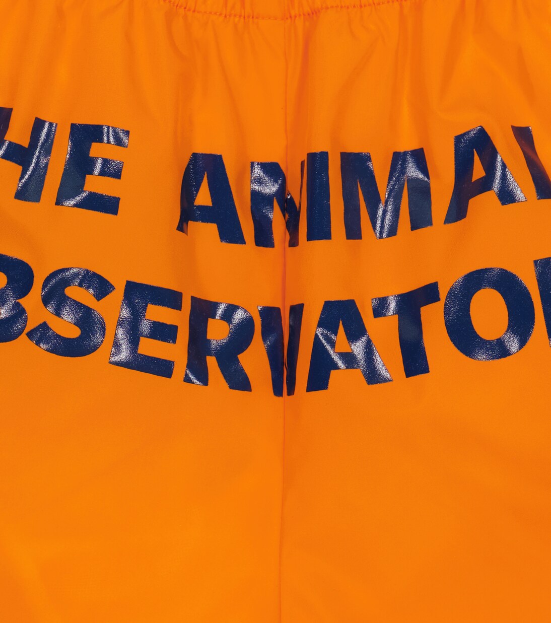 Puppy swim trunks | The Animals Observatory