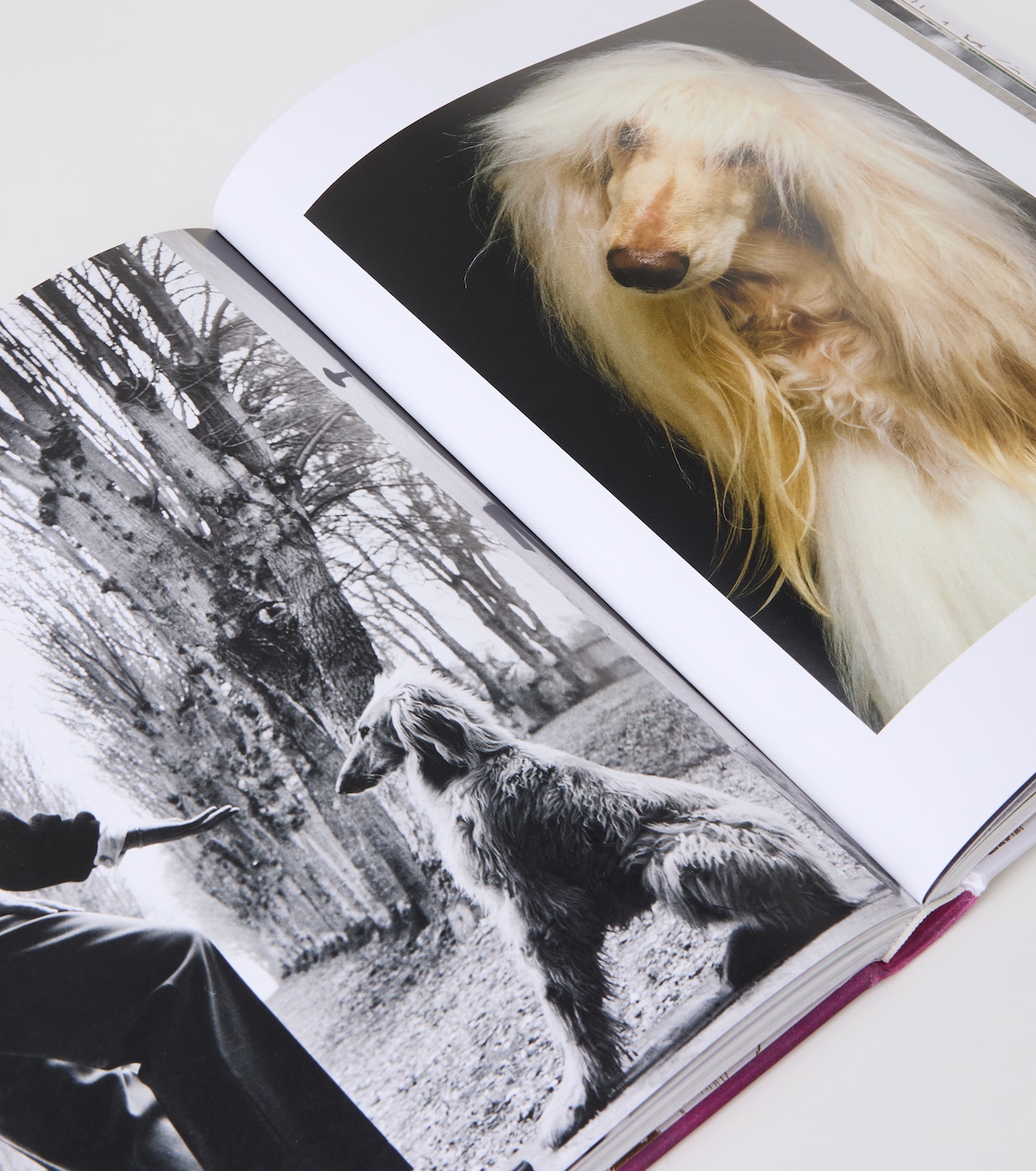Chic Dogs book | Assouline