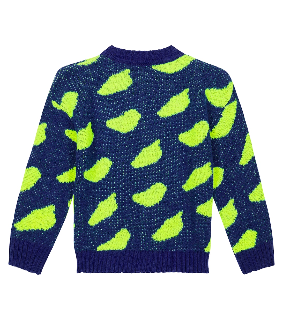 Cardigan Racoon | The Animals Observatory