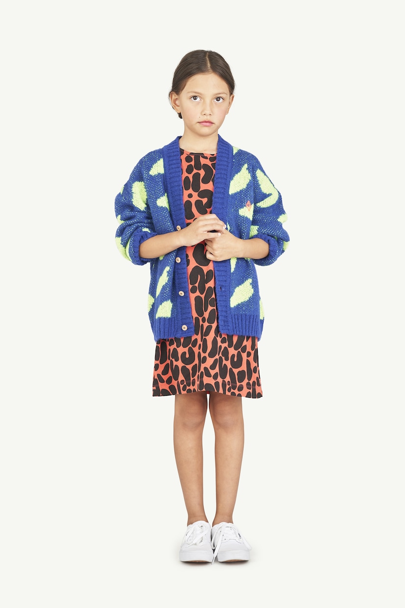 Cardigan Racoon | The Animals Observatory