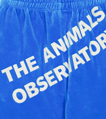 Hose Camaleon aus Samt | The Animals Observatory