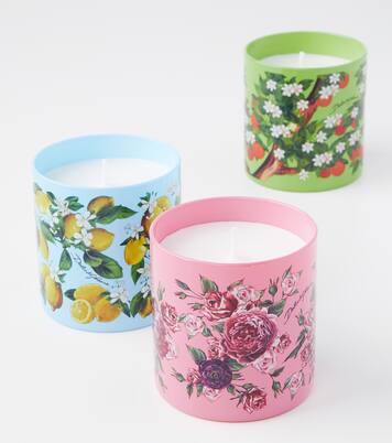 Rosa Moschata scented candle | Dolce&Gabbana Casa