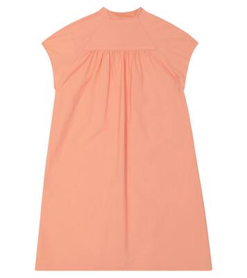 Robe Swallow | The Animals Observatory