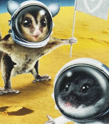 Baby Eloy printed cotton-blend sweatshirt | Molo