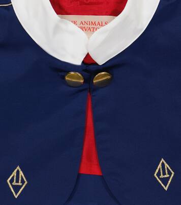 Cape Armadillo | The Animals Observatory