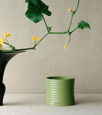 Duftkerze Cucumber Medium | Loewe Home Scents
