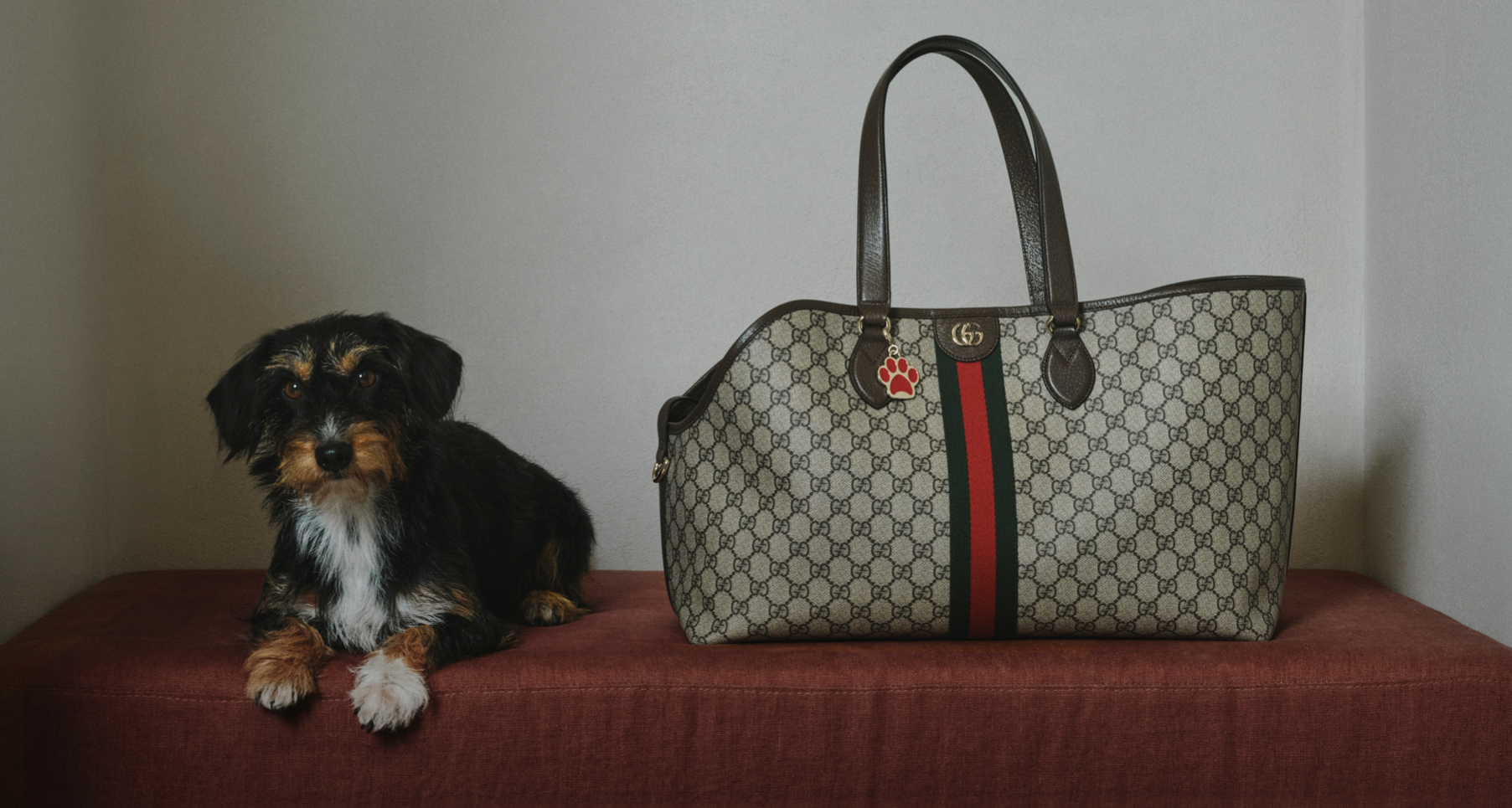 Accessori per animali